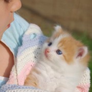 Pets related image